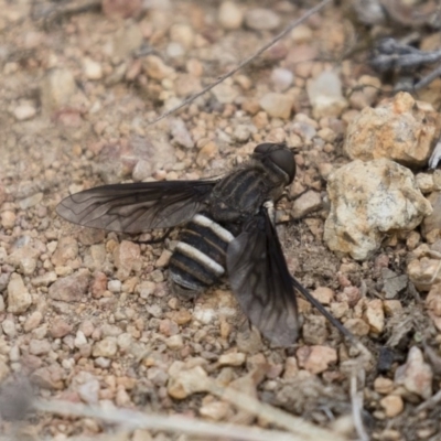 Villa sp. (genus) (Unidentified Villa bee fly) at Michelago, NSW - 3 Jan 2018 by Illilanga