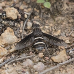 Villa sp. (genus) at Michelago, NSW - 3 Jan 2018 05:10 PM