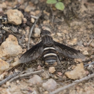 Villa sp. (genus) at Michelago, NSW - 3 Jan 2018