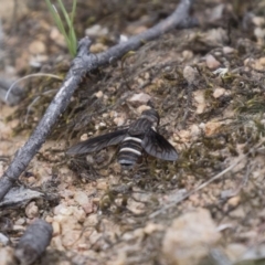 Villa sp. (genus) at Michelago, NSW - 3 Jan 2018