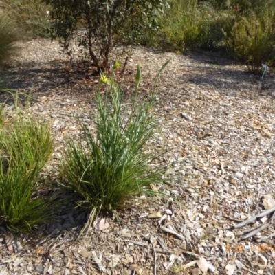 Tragopogon dubius (Goatsbeard) at Molonglo Valley, ACT - 1 Nov 2018 by AndyRussell