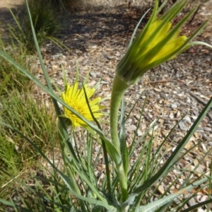 Tragopogon dubius at Molonglo Valley, ACT - 1 Nov 2018 08:26 AM