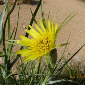 Tragopogon dubius at Molonglo Valley, ACT - 1 Nov 2018 08:26 AM