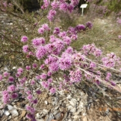 Kunzea parvifolia (Violet kunzea) at Molonglo Valley, ACT - 31 Oct 2018 by AndyRussell