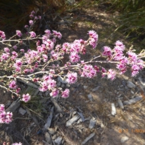 Kunzea parvifolia at Molonglo Valley, ACT - 1 Nov 2018 08:18 AM