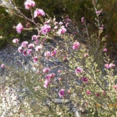 Kunzea parvifolia at Molonglo Valley, ACT - 1 Nov 2018