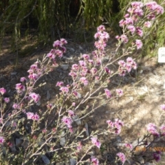 Kunzea parvifolia at Molonglo Valley, ACT - 1 Nov 2018 08:18 AM