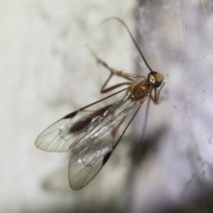 Netelia sp. (genus) at Michelago, NSW - 2 Oct 2018 07:57 PM