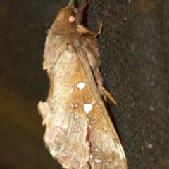 Unidentified Swift and Ghost moth (Hepialidae) at Undefined - 2 Jun 2018 by jb2602