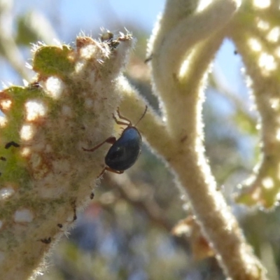 Nisotra sp. (genus) (Flea beetle) at Molonglo Valley, ACT - 1 Nov 2018 by AndyRussell