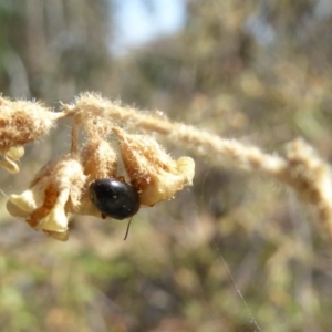 Nisotra sp. (genus) at Molonglo Valley, ACT - 1 Nov 2018