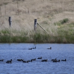 Fulica atra (Eurasian Coot) at Illilanga & Baroona - 21 Oct 2012 by Illilanga