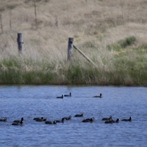 Fulica atra at Michelago, NSW - 21 Oct 2012