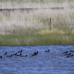 Fulica atra at Michelago, NSW - 21 Oct 2012