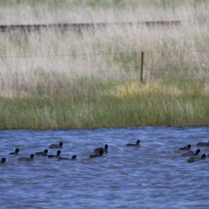 Fulica atra at Michelago, NSW - 21 Oct 2012