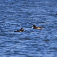 Aythya australis (Hardhead) at Michelago, NSW - 23 Sep 2012 by Illilanga