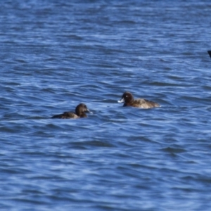 Aythya australis at Michelago, NSW - 23 Sep 2012