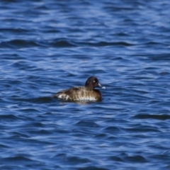 Aythya australis at Michelago, NSW - 23 Sep 2012