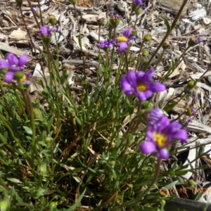 Calotis scabiosifolia var. integrifolia at Molonglo Valley, ACT - 1 Nov 2018