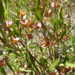 Dodonaea viscosa (Hop Bush) at Molonglo Valley, ACT - 31 Oct 2018 by AndyRussell