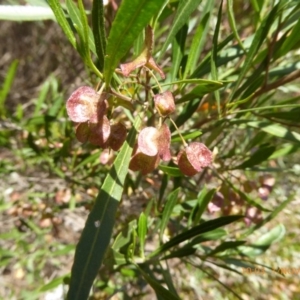 Dodonaea viscosa at Molonglo Valley, ACT - 1 Nov 2018