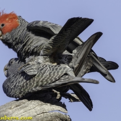 Callocephalon fimbriatum (Gang-gang Cockatoo) at Red Hill Nature Reserve - 26 Oct 2018 by BIrdsinCanberra