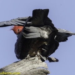 Callocephalon fimbriatum at Deakin, ACT - 27 Oct 2018