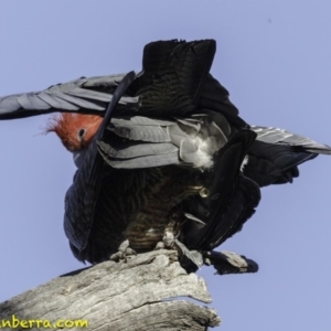 Callocephalon fimbriatum at Deakin, ACT - 27 Oct 2018