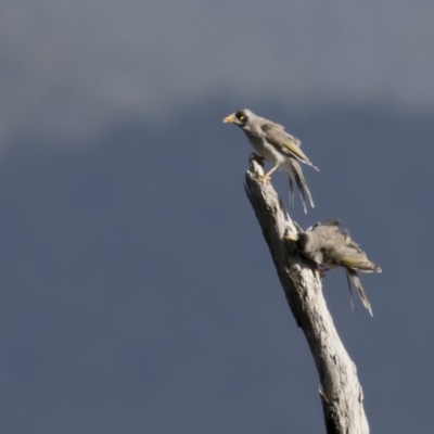 Manorina melanocephala (Noisy Miner) at Michelago, NSW - 11 Feb 2018 by Illilanga