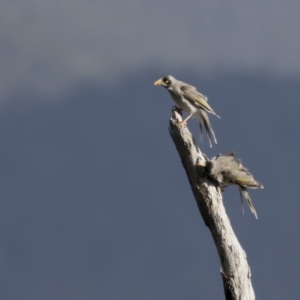 Manorina melanocephala at Michelago, NSW - 12 Feb 2018