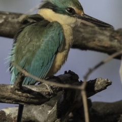 Todiramphus sanctus (Sacred Kingfisher) at Deakin, ACT - 26 Oct 2018 by BIrdsinCanberra