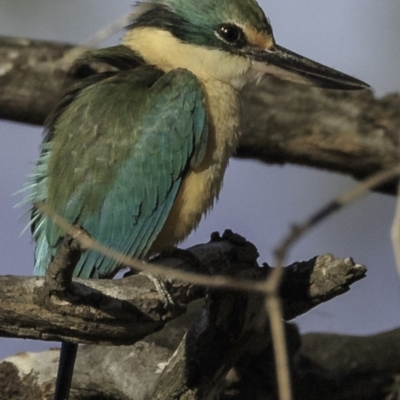 Todiramphus sanctus (Sacred Kingfisher) at Deakin, ACT - 27 Oct 2018 by BIrdsinCanberra