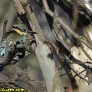 Todiramphus sanctus at Deakin, ACT - 27 Oct 2018 08:03 AM