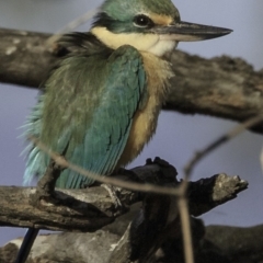 Todiramphus sanctus at Deakin, ACT - 27 Oct 2018