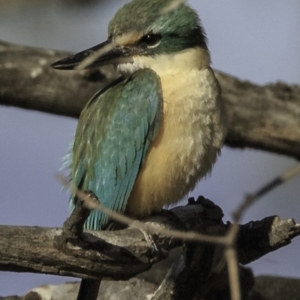 Todiramphus sanctus at Deakin, ACT - 27 Oct 2018