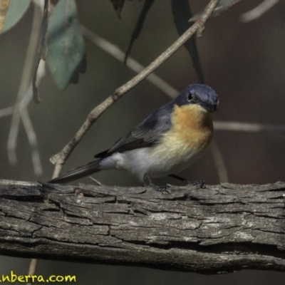 Myiagra rubecula (Leaden Flycatcher) at Deakin, ACT - 27 Oct 2018 by BIrdsinCanberra