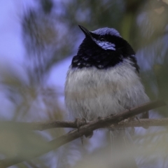 Malurus cyaneus (Superb Fairywren) at Deakin, ACT - 26 Oct 2018 by BIrdsinCanberra