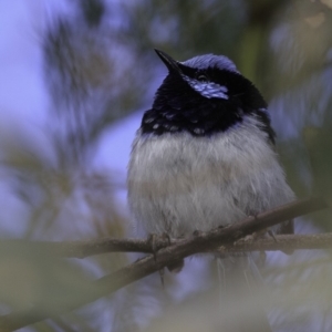 Malurus cyaneus at Deakin, ACT - 27 Oct 2018 08:32 AM