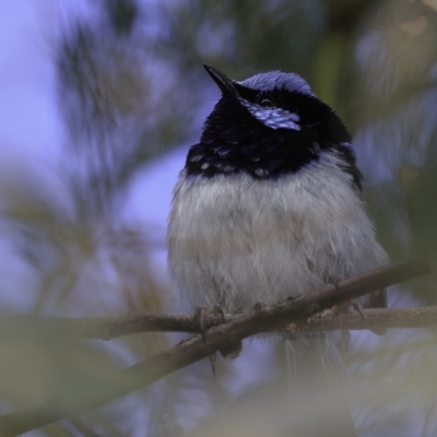 Malurus cyaneus (Superb Fairywren) at Deakin, ACT - 26 Oct 2018 by BIrdsinCanberra