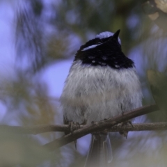 Malurus cyaneus at Deakin, ACT - 27 Oct 2018 08:32 AM