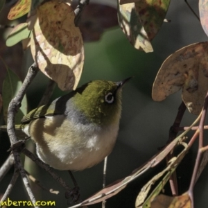 Zosterops lateralis at Deakin, ACT - 27 Oct 2018