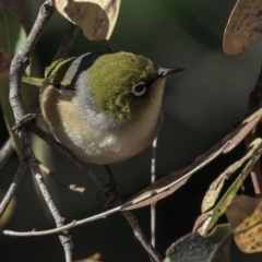 Zosterops lateralis at Deakin, ACT - 27 Oct 2018 08:45 AM