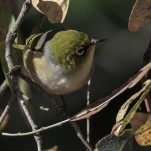 Zosterops lateralis at Deakin, ACT - 27 Oct 2018 08:45 AM