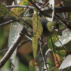 Zosterops lateralis at Deakin, ACT - 27 Oct 2018 08:45 AM