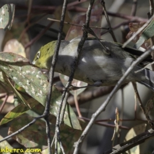 Zosterops lateralis at Deakin, ACT - 27 Oct 2018