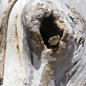 Pardalotus striatus at Michelago, NSW - 15 Oct 2017 11:49 AM