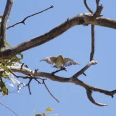 Pardalotus striatus at Michelago, NSW - 15 Oct 2017