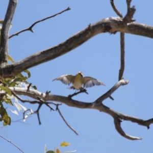 Pardalotus striatus at Michelago, NSW - 15 Oct 2017