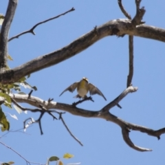 Pardalotus striatus at Michelago, NSW - 15 Oct 2017 11:49 AM