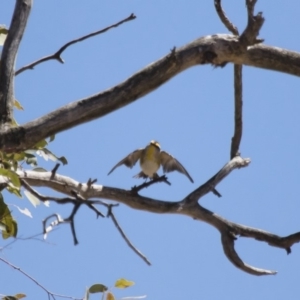 Pardalotus striatus at Michelago, NSW - 15 Oct 2017 11:49 AM